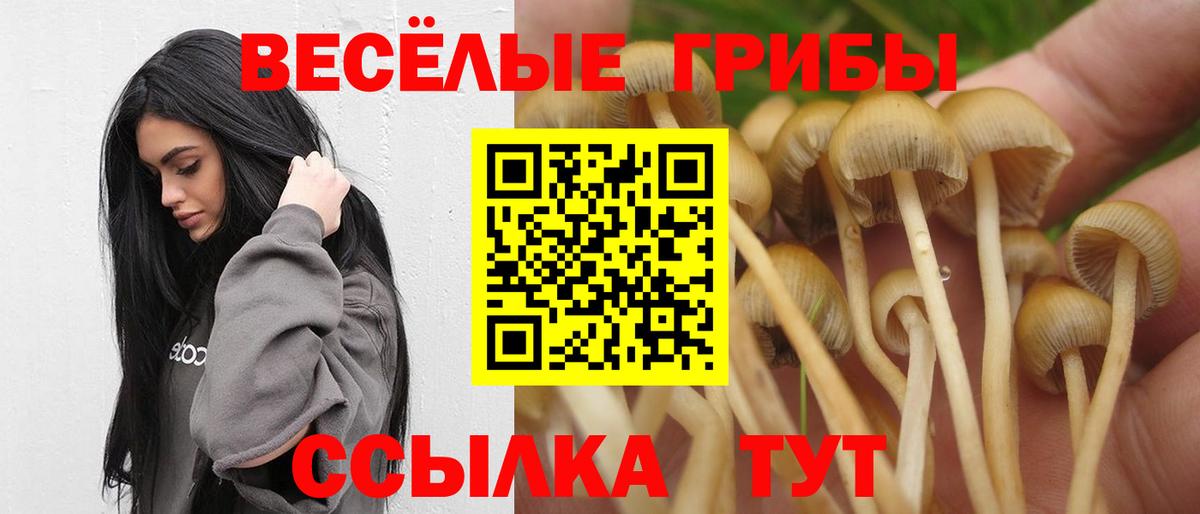 Псилоцибиновые грибы Cubensis Славгород